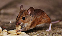 24 Hour & Emergency Exterminators in West Jordan, UT